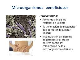 Flora intestinal