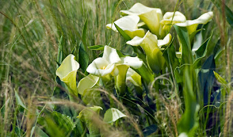 Bulbos de verano: Cala o lirio de agua (Zantedeschia)