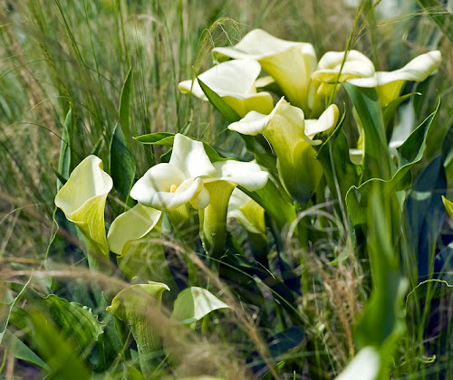 Bulbos de verano: Cala o lirio de agua (Zantedeschia)