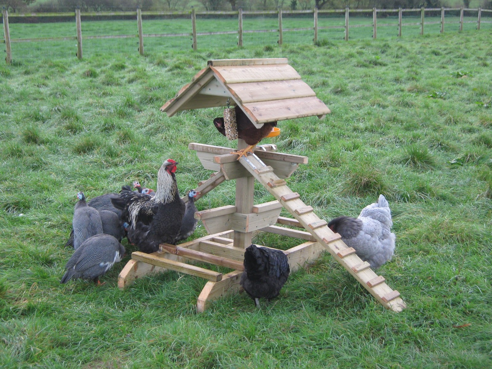 Flyte So Fancy The Chicken Jungle Gym