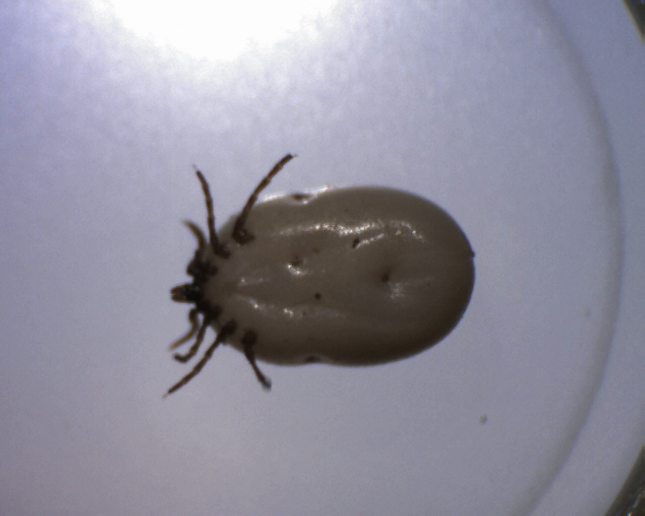 Animals First Veterinary Hospital Blog