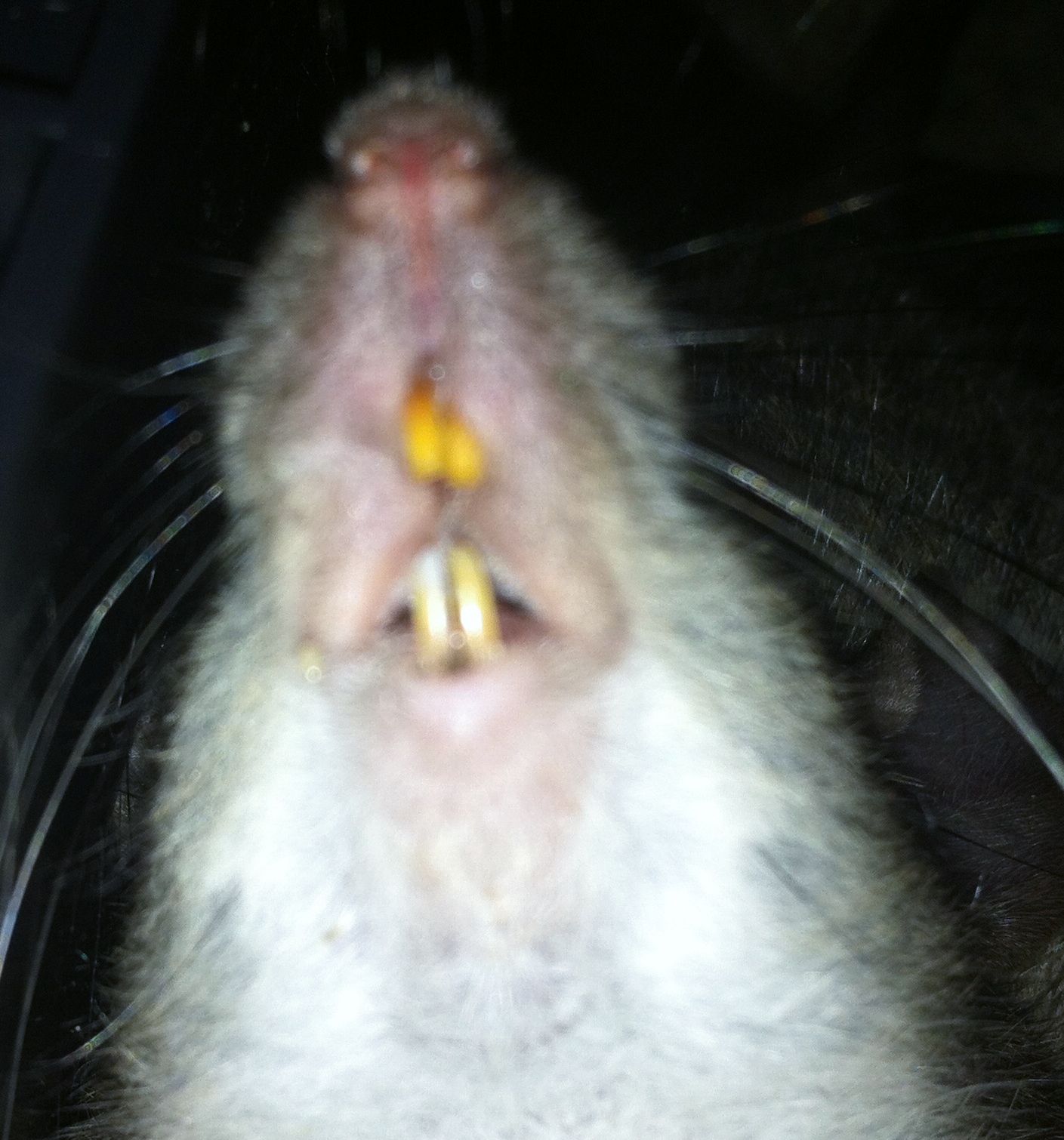 How to Get Rid of Fleas on Rats: 10 Steps (with Pictures)