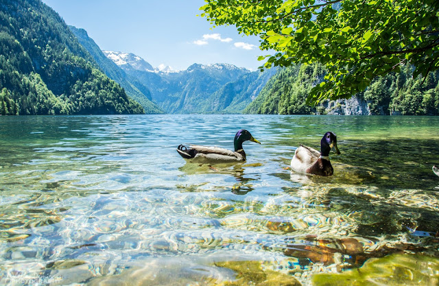 Two Ducks In The River Daylight Gives Beautiful Scenic In The Water of River HD 1080p Wallpaper Two Ducks In The River Daylight Gives Beautiful Scenic In The Water of River HD 1080p Wallpaper