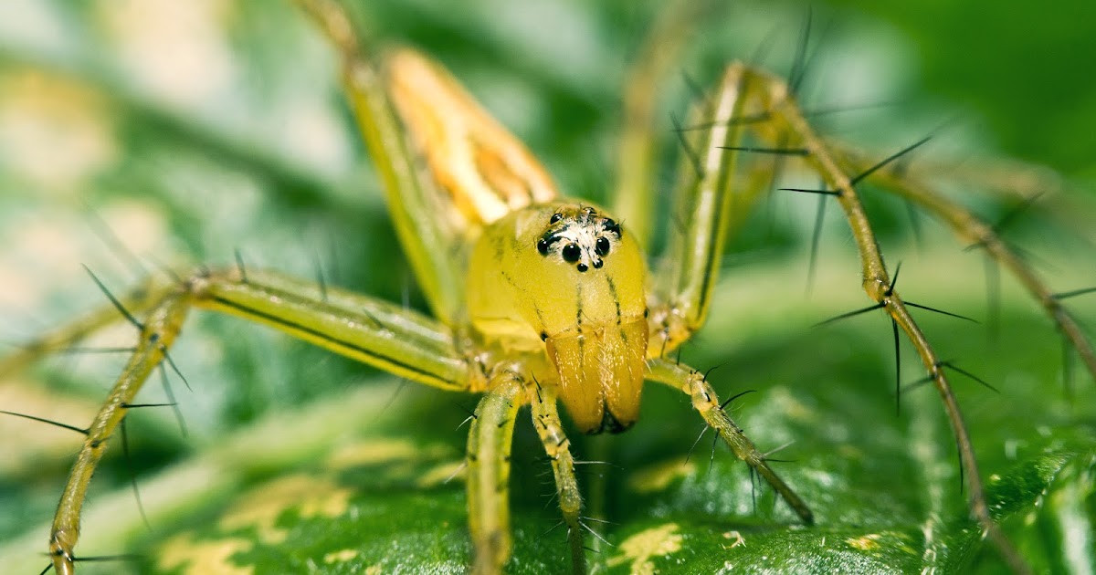 Зеленый паук в ленинградской области. Пауки микромата зеленая. Micrommata белая паук. Зеленый паук. Мод зеленый паук.