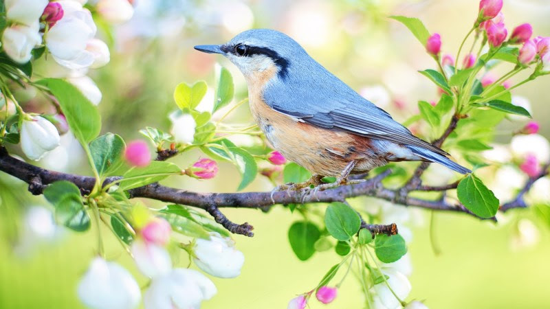 Blue Bird. Spring Flowering