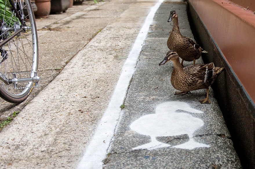 Ducks Get Their Own ‘Duck Lanes’ Near The Canal Walkways In London