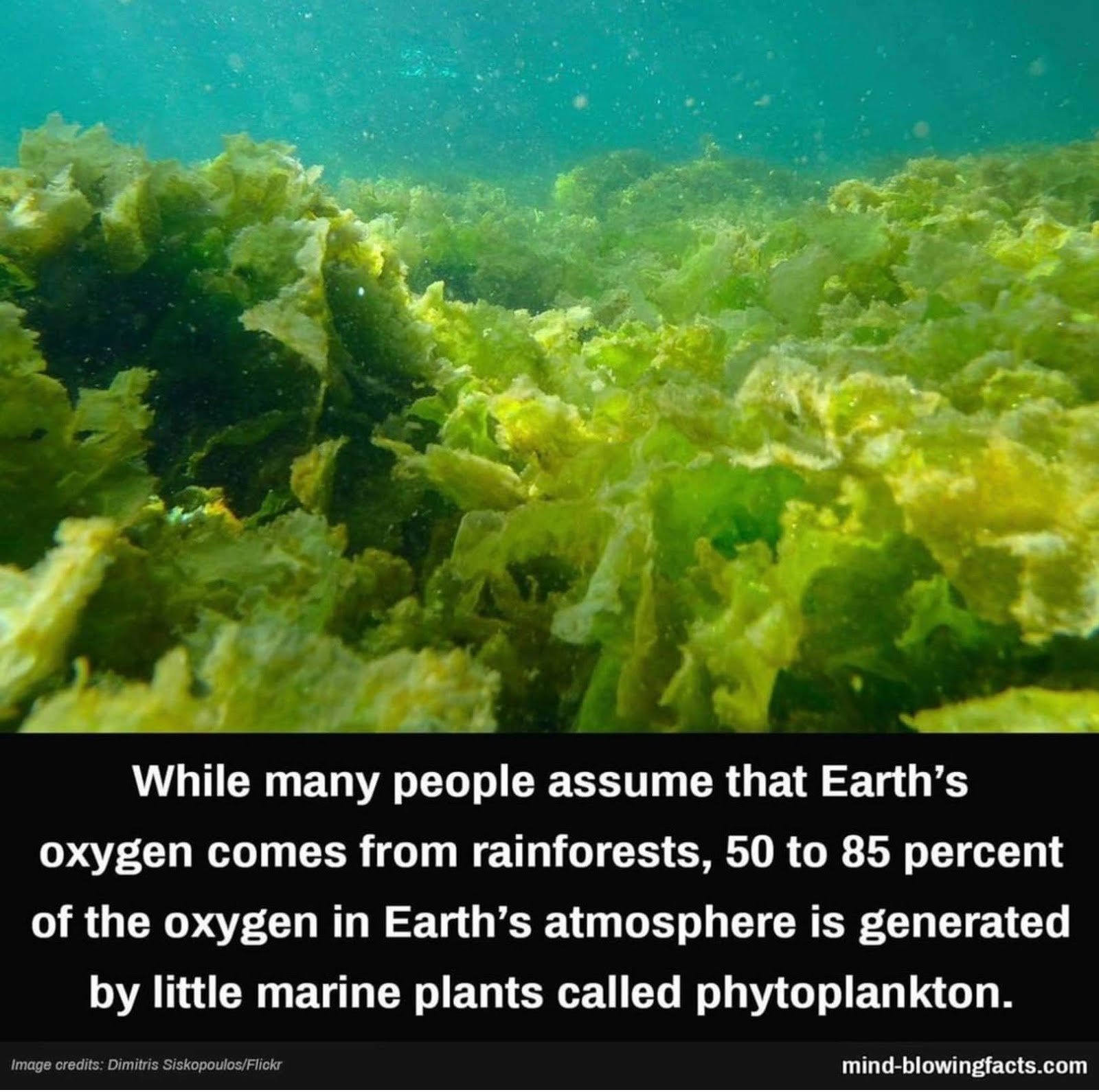 Где обитают данные водоросли