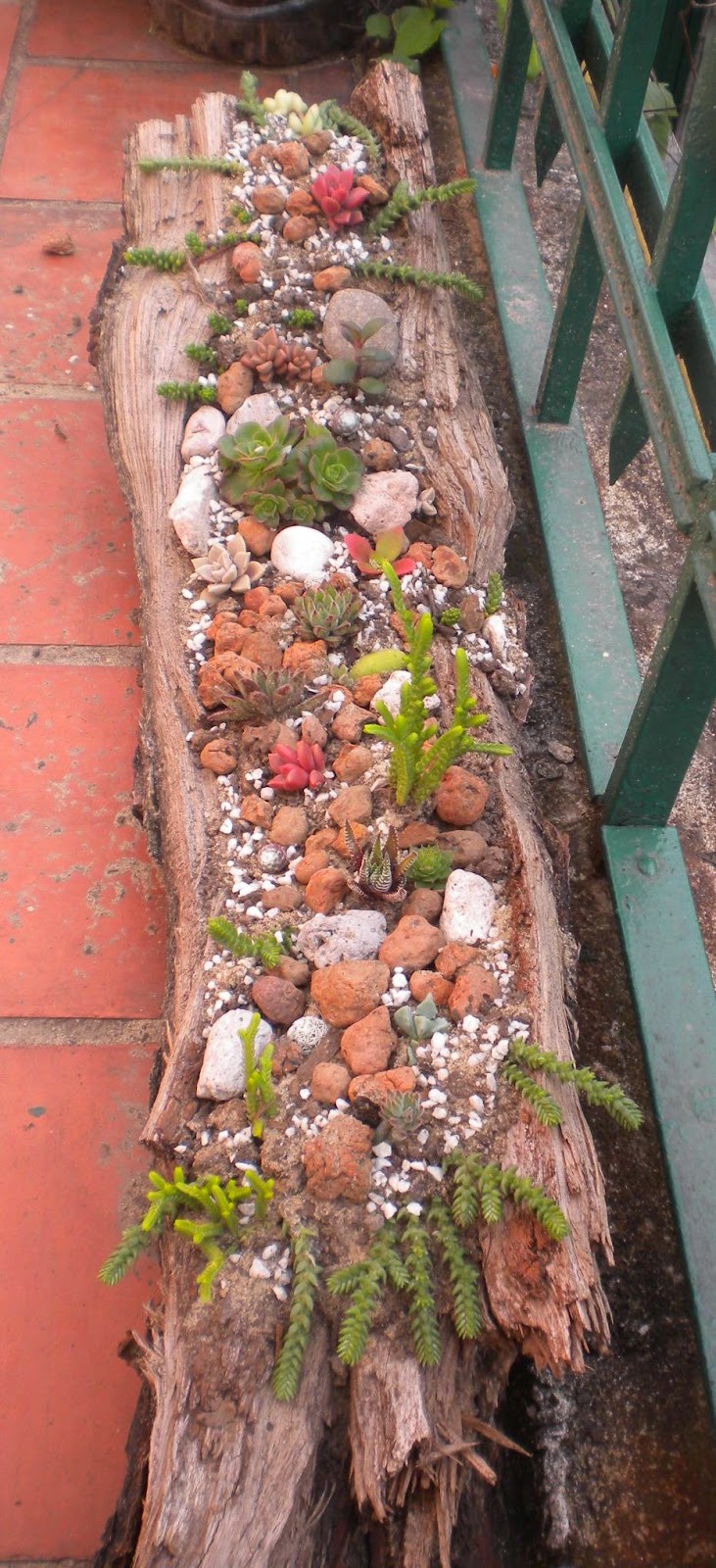 En armonía con la naturaleza: Mini Jardín de suculentas y cactus