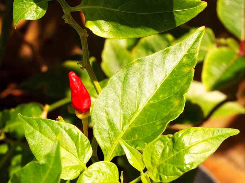 Ryukyu Life Red Pepper Called Koregusu in Okinawa