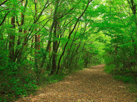 Aokigahara, hutan indah dari jepang yang mempunyai unsur mistis - Responsive Blogger Template Aokigahara, hutan indah dari jepang yang mempunyai unsur mistis - Responsive Blogger Template