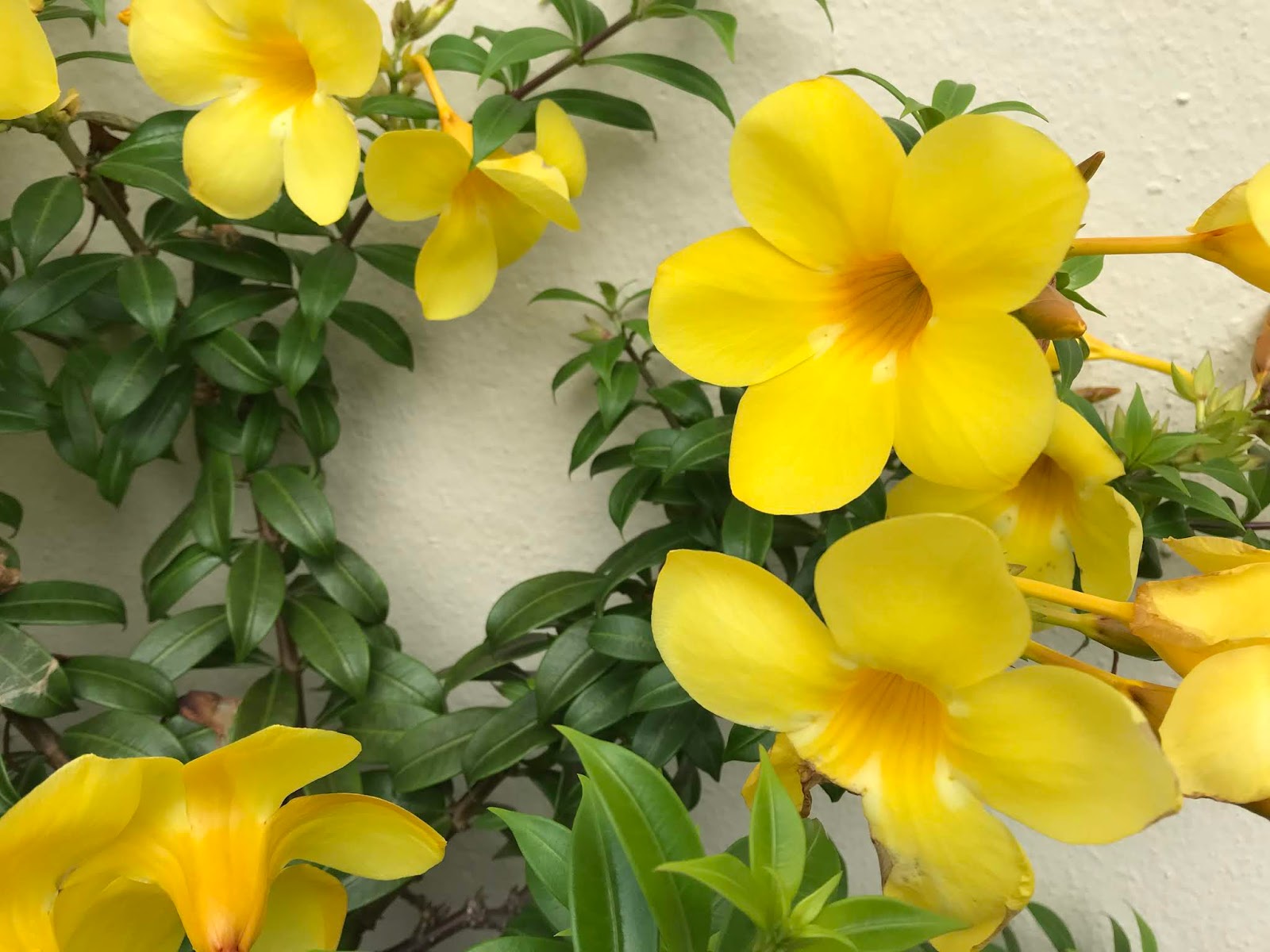 Flores todo el Año /Flowers all Year Long