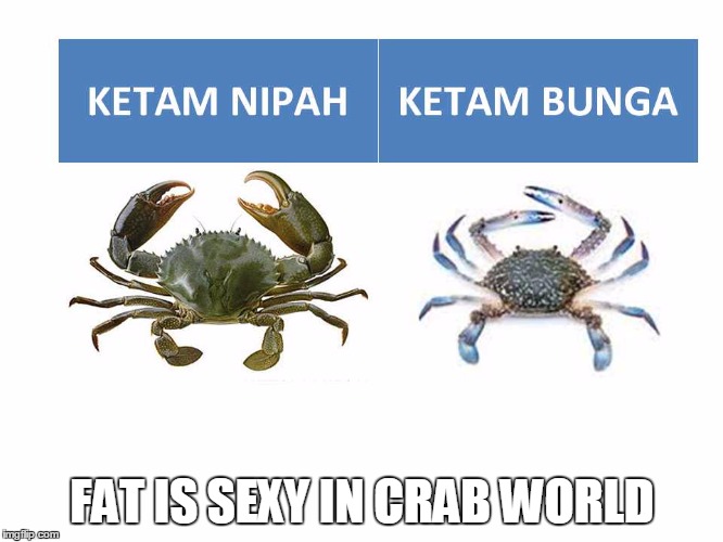 краб халяль. креветки и краб халяль или харам. мясо животных халяль и харам. краб halal ili net.