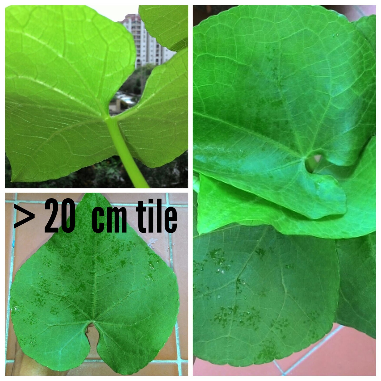 My Small Backyard Garden Effective for Plants and Soils