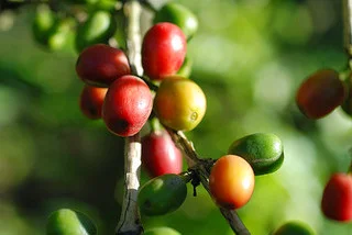 Coffee Beans Growing on a Small Farm