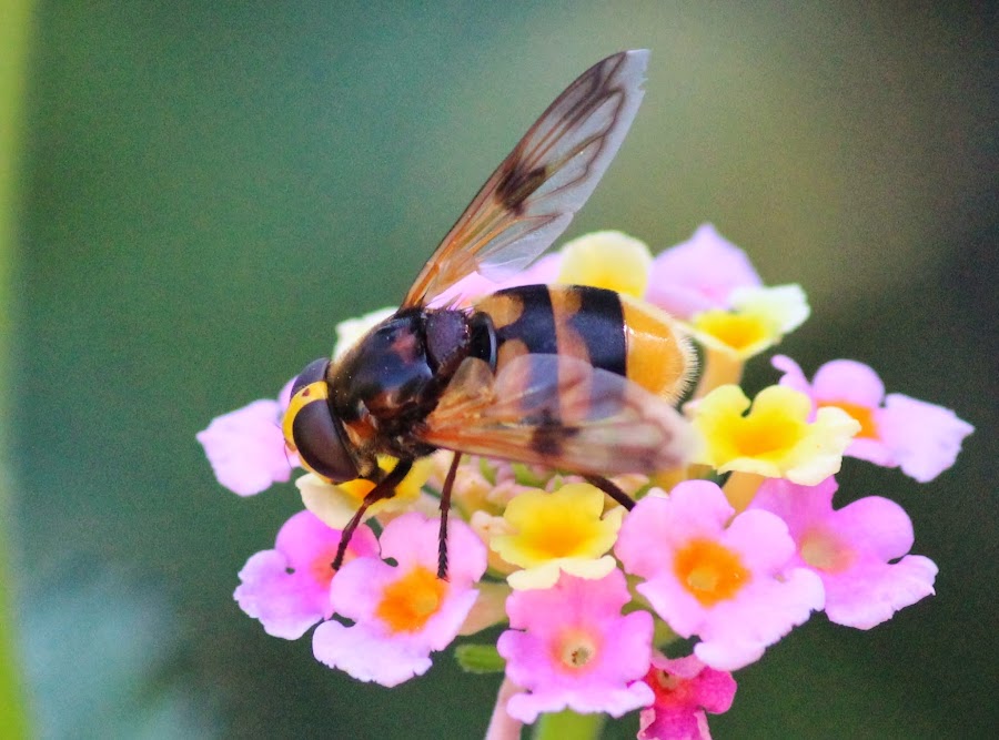 VOLUCELLA ZONARIA