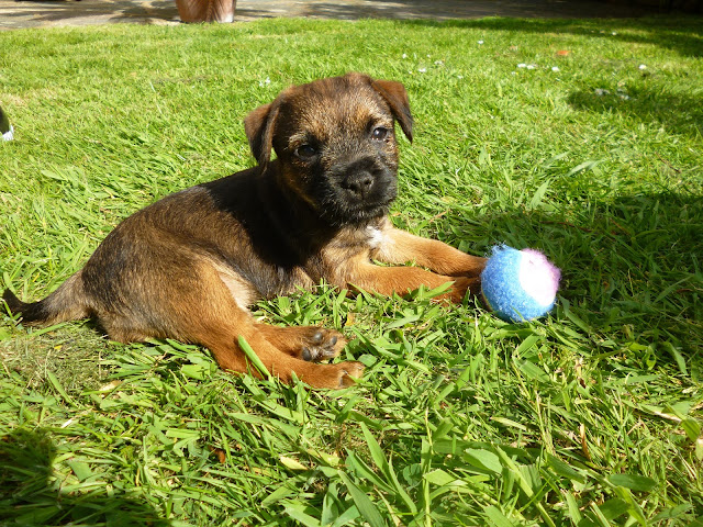 border terrier puppy