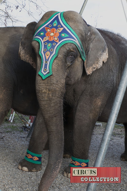 éléphant en coulisse 