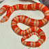Two-Headed Albino Milk Snake