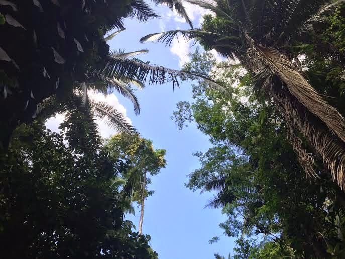 Placencia Vacation review from a first-timer! 108 Remaxvipbelize: Information on geology, animal and plant life