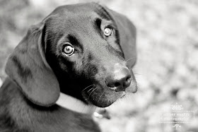 cool dog with glasses photography