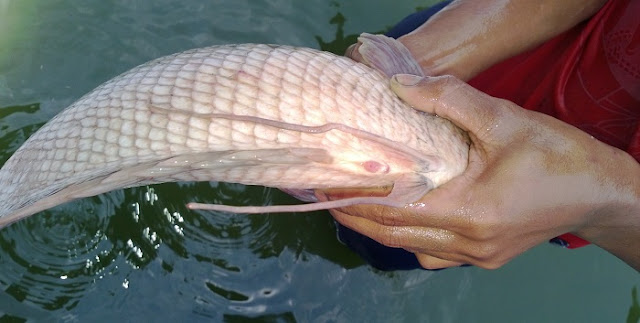 Pemilihan Induk Gurame Siap Pijah - Budidaya Ikan