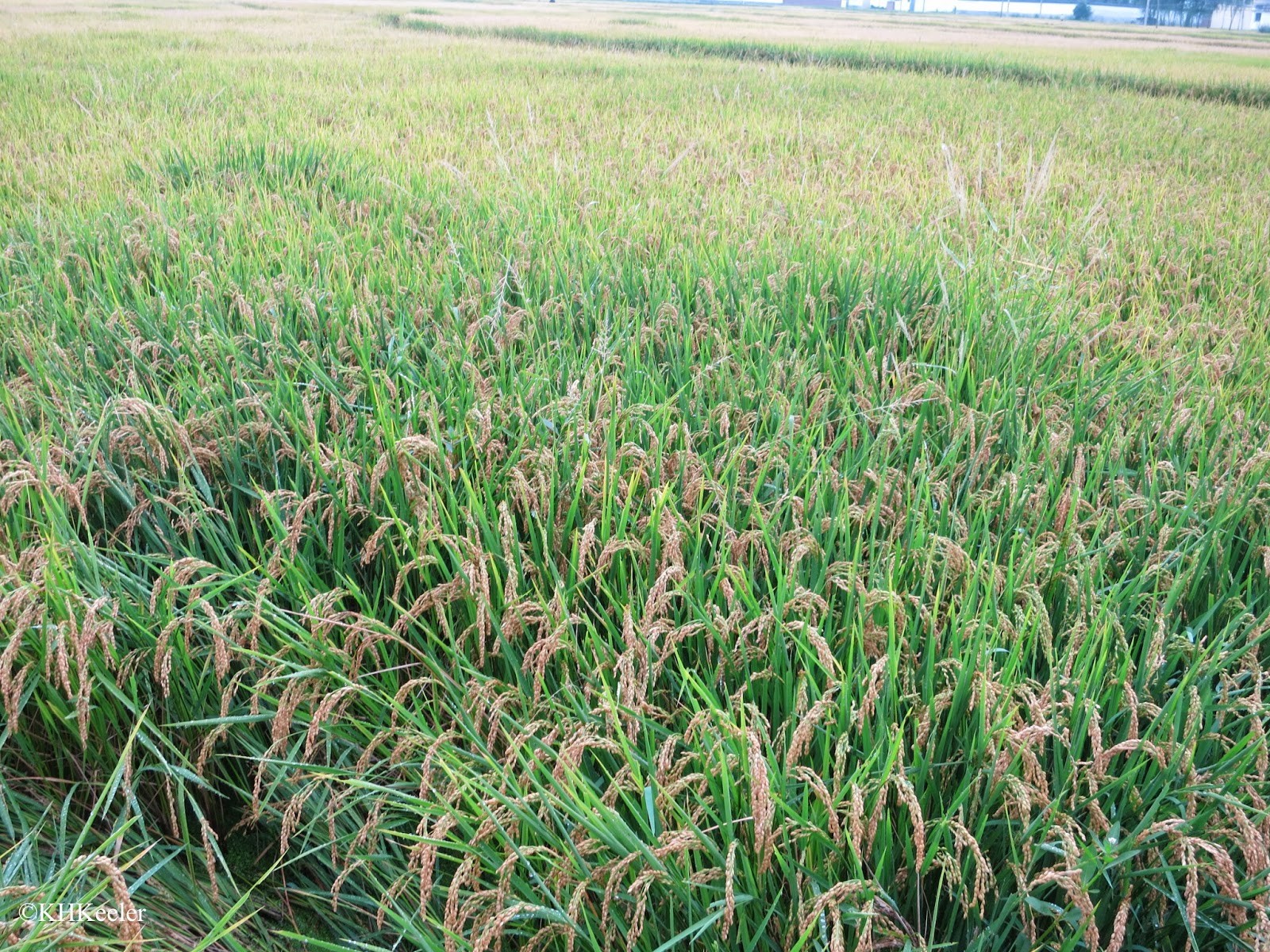 ripe rice, Dali, China