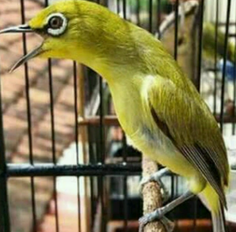 Gambar Burung Pleci Png - Gambar Burung