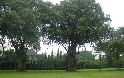 Deskripsi dari Pohon Angsana