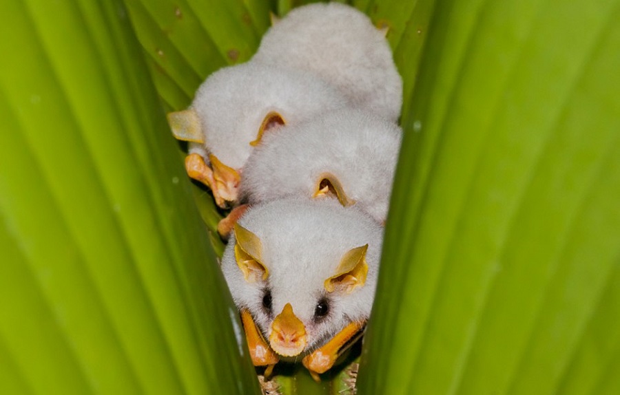 TVL: ANIMAL DA SEMANA - Morcego branco de Honduras
