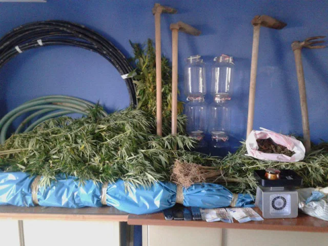Αυλωνάρι: Στη φυλακή ο επιχειρηματίας του χωριού που καλλιεργούσε 76 δενδρύλια κάνναβης σε χωράφι (ΦΩΤΟ)