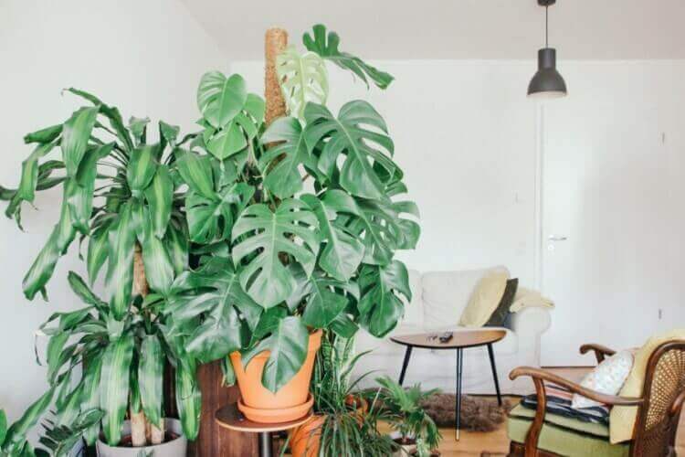 11 Tanaman Hias Indoor Terbaik dan 11 Ide Kreatif Penanaman | Santrie Salafie 11 Tanaman Hias Indoor Terbaik dan 11 Ide Kreatif Penanaman | Santrie Salafie