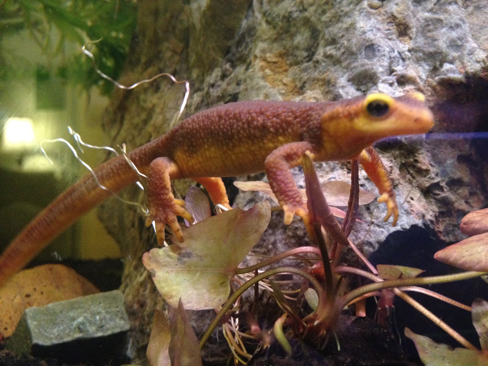 Aquarium Crazy California Newts
