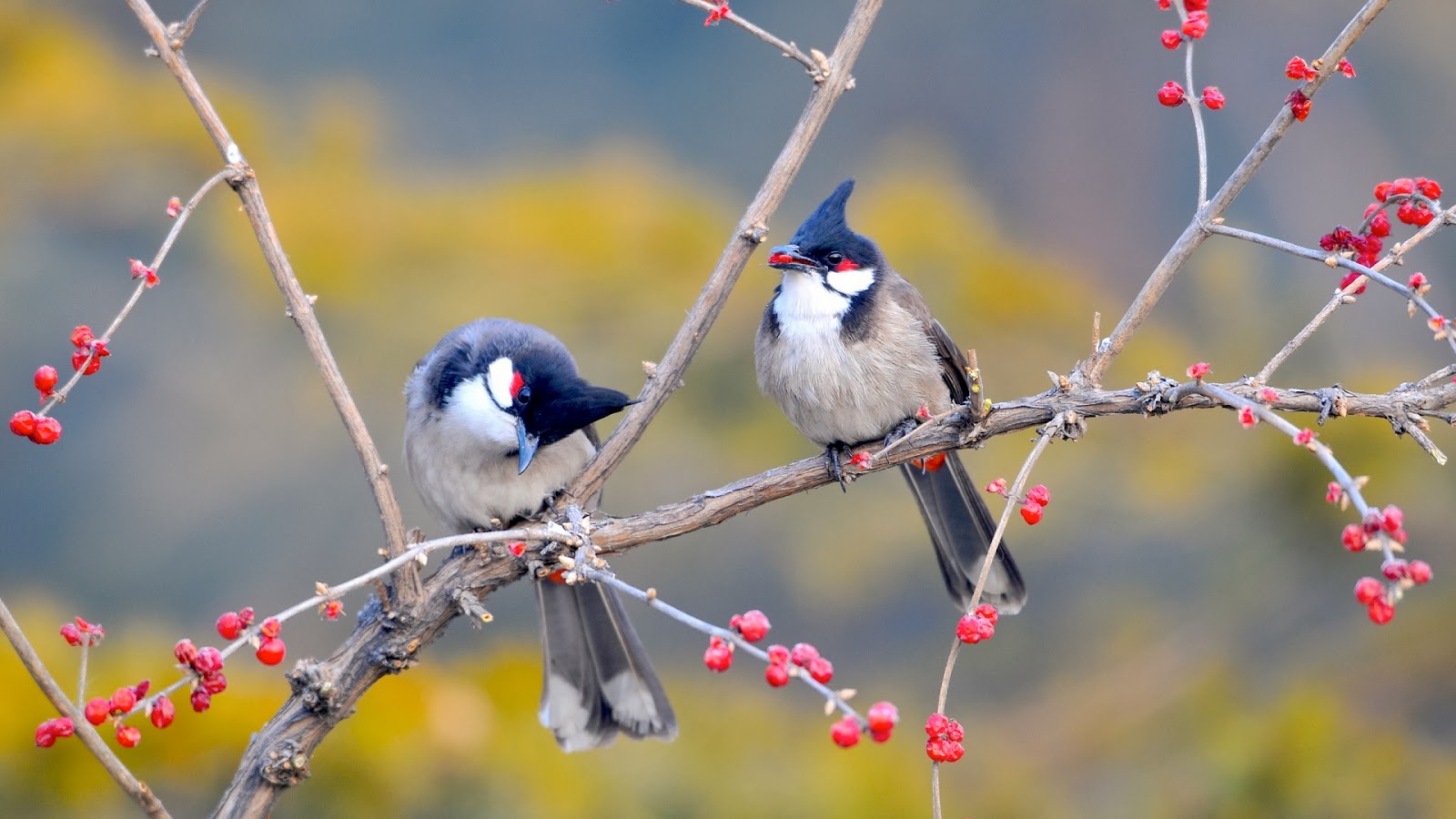Twee roodoorbuulbull vogels op een tak Achtergrond met vogels op een tak met bloesem in de lente