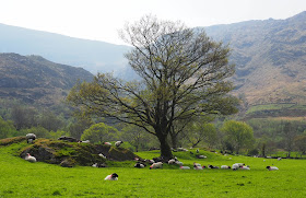 Postikorttimaisema, vaeltaminen lasten kanssa, vaeltaminen Irlannissa, Irlanti, lampaat niityllä, vuoristo