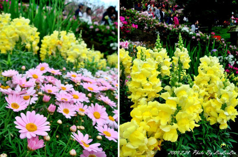 台北陽明山國家公園花季