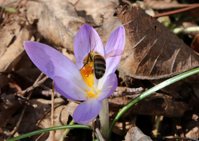 Crocus tommasinianus snökrokus