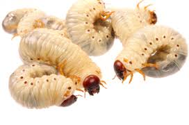 Medicinal maggots cross border at a crawl