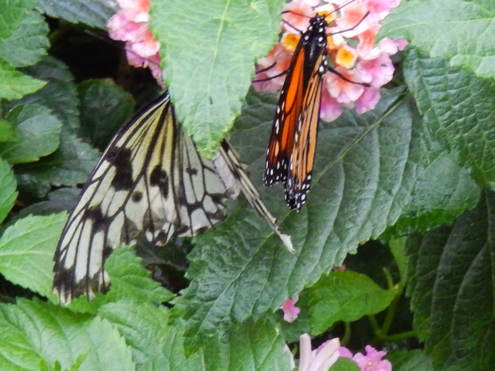 Papillons en liberté Jardin Botanique Montréal