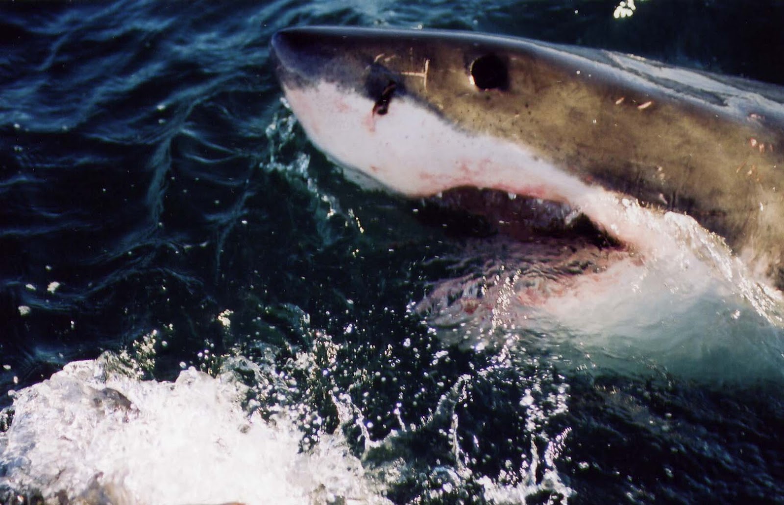 The Fisheries Blog JAWS Returns Signs of recovery in wellmanaged