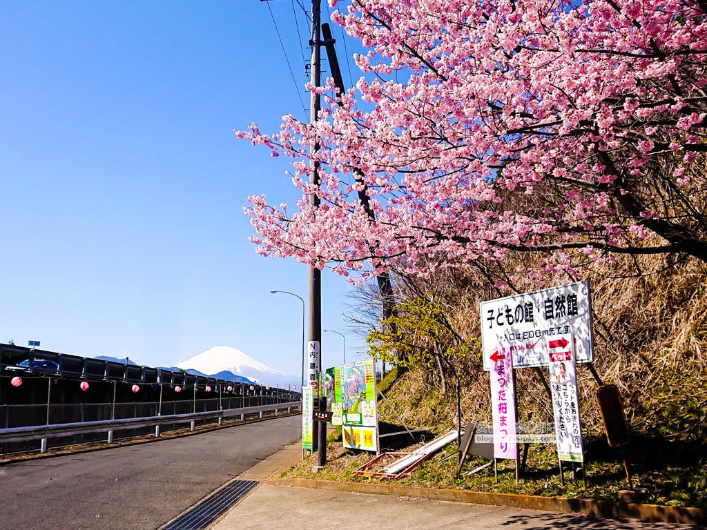 日本賞櫻,河津櫻,松田町賞櫻祭,河津櫻富士山,西平畑公園,