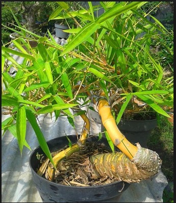 Cara Mudah Membuat Bonsai Bambu