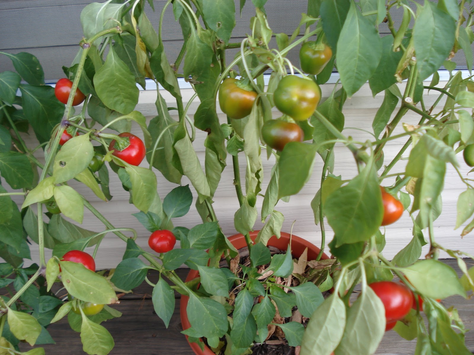 Pepper cherry hot