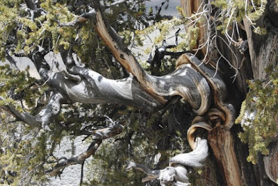 Fossil trees show features far too advanced for evolutionists to handle