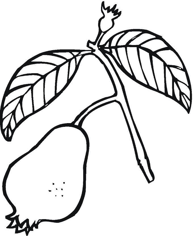 Desenhos de goiaba para colorir, pintar, imprimir!