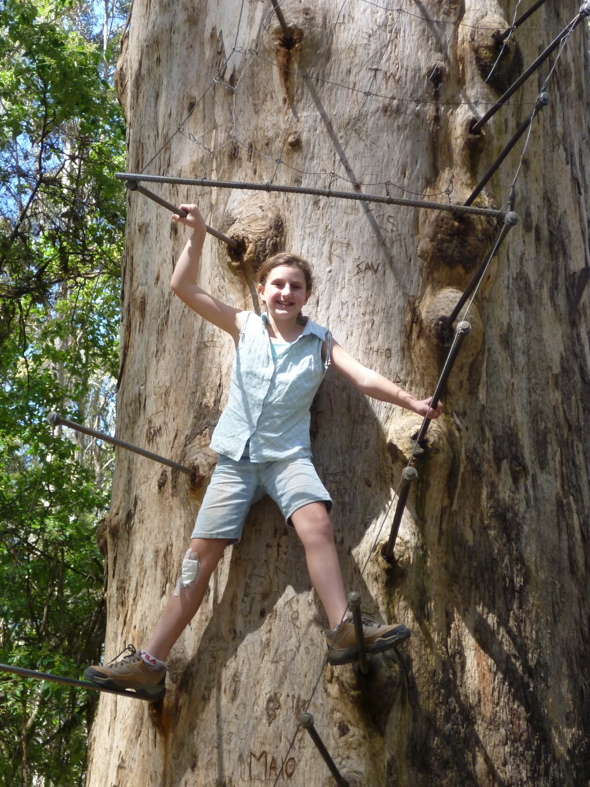 The Dart Aussie Adventure: Karri Trees Pemberton 30 October 2011