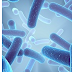 Improve your Immunity System with Acidophilus