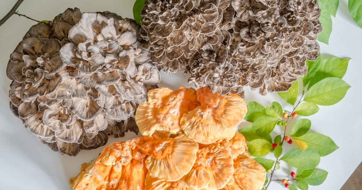 The 3 Foragers Foraging for Wild, Natural, Organic Food Autumn