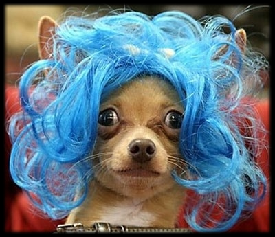 peluca-perro.jpg