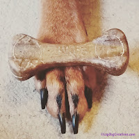 Penny is all PAWS up for Zuke's Z-Bones!  #ChewyInfluencer #NationalPetOralHealthCareMonth #DentalTreats ©LapdogCreations
