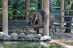 anak gajah kebun binatang ragunan jakarta
